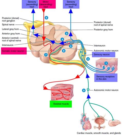 Lower motor neuron lesion, causes, signs & symptoms