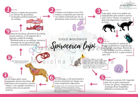 Ciclo Biológico do Spirocerca lupi Parasitologia Veterinária