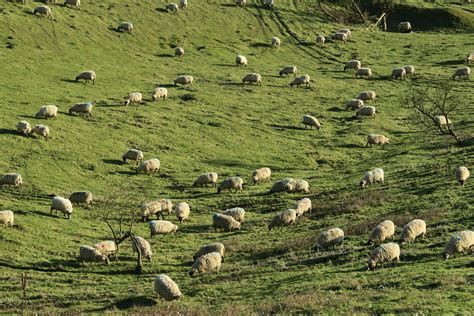 Images Gratuites Paysage Herbe Champ Ferme Prairie Fleur Animal