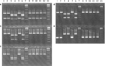 Pcr Rflp Analysis Of The Coi Gene And Its Region Pcr Amplified