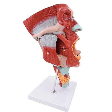 Nasal Oral Pharynx And Larynx Cavities Model And Median Sagittal