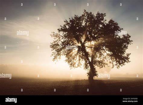 Albero Di Ulivo Al Tramonto Immagini E Fotos Stock Alamy