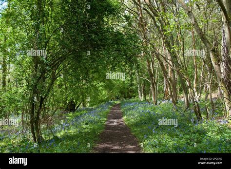 Woodland Path Surrounded By Bluebells Rspb Church Wood Nature Reserve