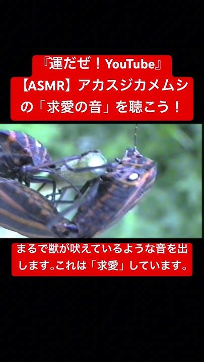 【asmr】アカスジカメムシの「求愛の音」を聴こう！ Sdgs クワガタ 虫の音 Insects Sound 昆虫 虫の声