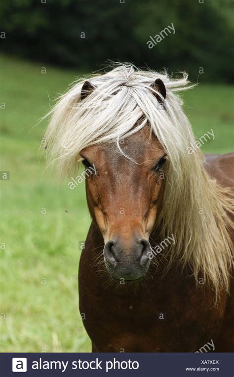 Miniature Ponys Stock Photos & Miniature Ponys Stock Images - Alamy
