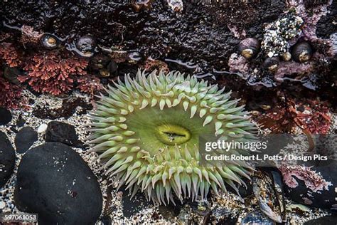 929 Intertidal Zone Stock Photos, High-Res Pictures, and Images - Getty Images