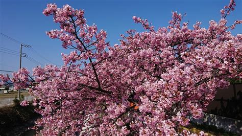 『洞川の河津桜 2020224』秦野・松田・足柄神奈川県の旅行記・ブログ By Hatravelさん【フォートラベル】