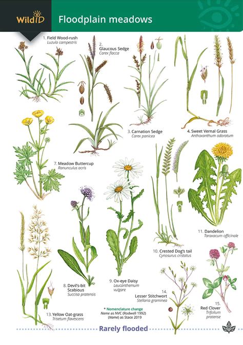 Floodplain meadows guide – Field Studies Council