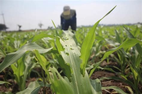 Hama Ulat Serang Tanaman Jagung Petani Di Jombang Resah Radar Jombang