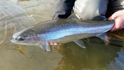 Steelhead And Rainbow Trout Whats The Difference Tight Lines Idaho