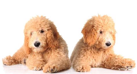 Goldendoodle Size - What Size is a Goldendoodle Fully Grown?