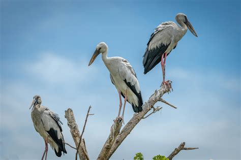 Birds Legs Photos, Download The BEST Free Birds Legs Stock Photos & HD Images