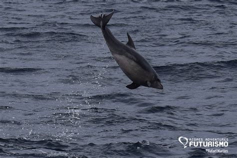 Our Favourite Gang Of Bottlenose Dolphins Is Around Azores Whales