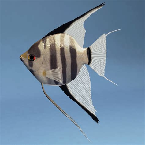 3d model pterophyllum modelled