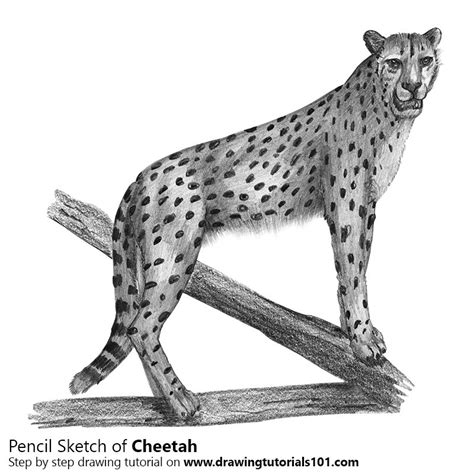 Cheetah Running Sketch at PaintingValley.com | Explore collection of ...