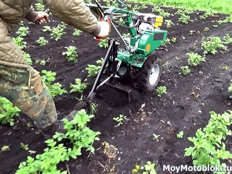 Прополка междурядий картофеля мотоблоком: видео
