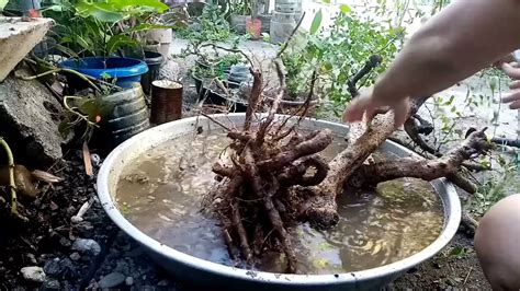 Bonsai Beginner Fukien Tea Tsaang Gubat How To Propagate Youtube