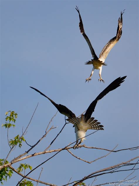 Is the Seahawk a Real Bird? - The National Wildlife Federation Blog