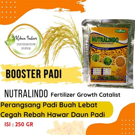 Jual Pupuk Booster Padi Pupuk Padi Semprot Pelebat Buah Padi Pupuk