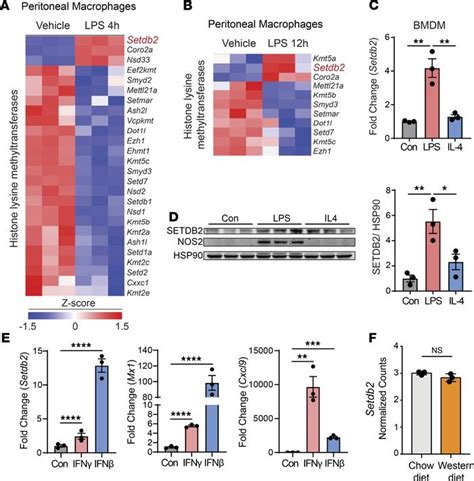 JCI Insight Deficiency Of Histone Lysine Methyltransferase SETDB2 In