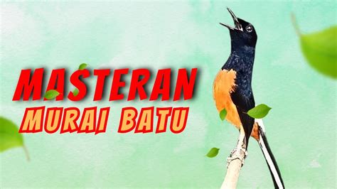 49 LIVE MURAI BATU GACOR MASTERAN DI MALAM HARI MURAI JUARA YouTube