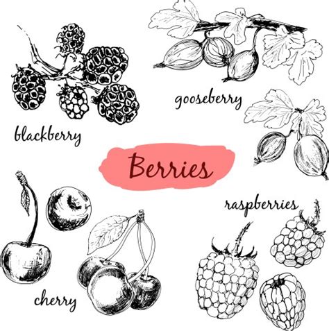 Collection Of Hand Drawn Sketched Berries Vector Image