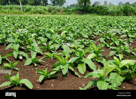 Tobacco Farming Kolhapur Maharashtra India Stock Photo Alamy