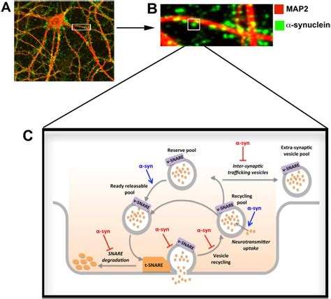 The Many Faces Of α Synuclein From Structure And Toxicity To