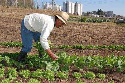 Descubre todo sobre la Agricultura Inca y mucho más