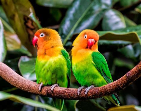 Попугаи-неразлучники: описание, уход и содержание, сколько живут