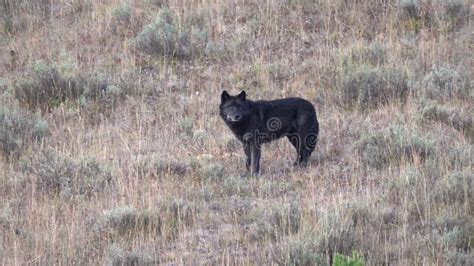 Black Male Wolf 1014 Of The Wapati Pack In Hayden Valley Of Yellowstone