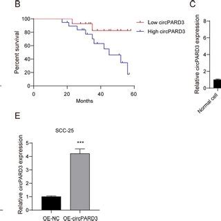 Prognostic Analysis Of Mir P And Sox Mrna Expression In