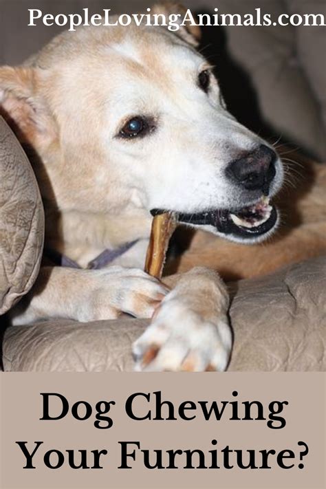 Stop Dog Chewing Furniture 6 Reasons Why And 4 Solutions