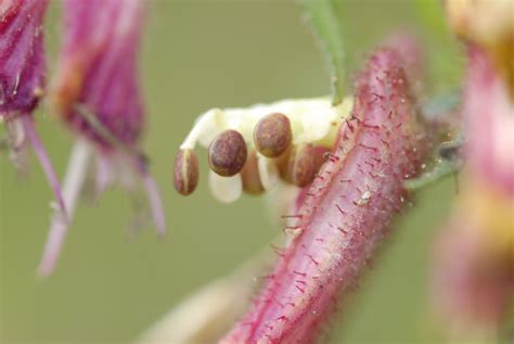 Cuphea Dipetala Lythraceae Image At Phytoimages Siu Edu