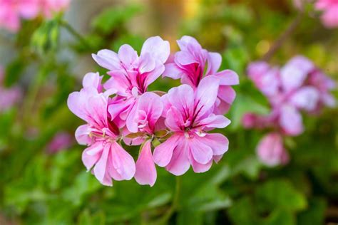 12 Common Varieties and Types of Geraniums | Florgeous