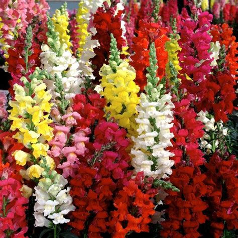 Perritos Flores Snapdragon Flowers Flowers Perennials Planting