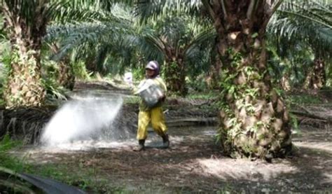 Pupuk Pembesar Buah Kelapa Sawit Jenis Kandungan Nutrisi Dosis