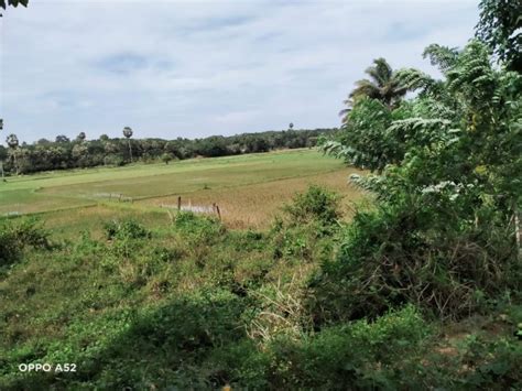 Agricultural Land For Sale In Palakkad Housefind