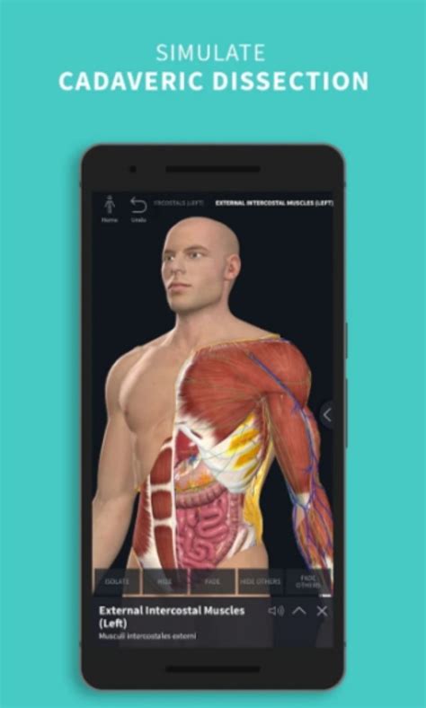 7 Free Muscle Anatomy Apps For Android And Ios Free Apps For Android And Ios