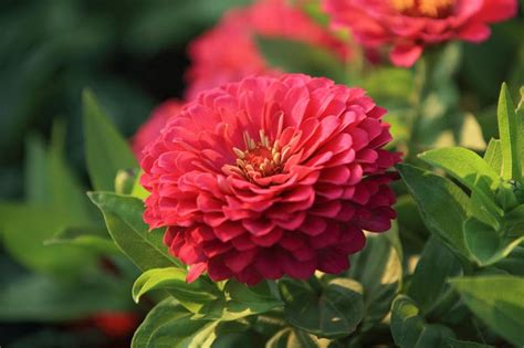 Zinnia Benary S Giant Coral