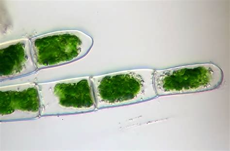 Chlorophyta Green Algae The Biology Primer