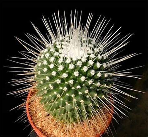 Кактус Mammillaria spinosissima cv. Un Pico (Маммиллярия колючейшая ...
