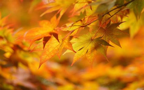 Maple leaves, nature, leaves, fall HD wallpaper | Wallpaper Flare