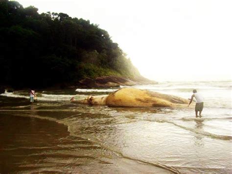 G Carca A De Baleia De Metros Achada Em Praia Deserta De