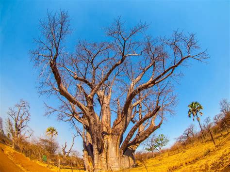 Majestic Baobab Against Blue Sky Stock Photo Image Of Climate Tree