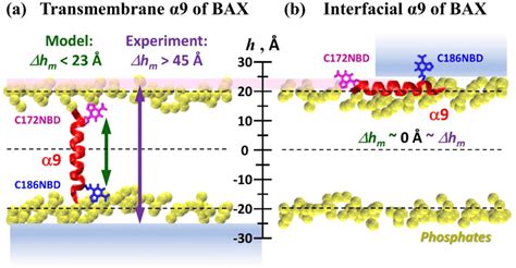 Schematic Representation Of The Fluorescence Mapping Of Membrane Download Scientific Diagram