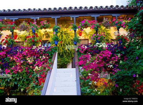 Traditional Flower Decorated Patio In Cordoba Spain Duriing The