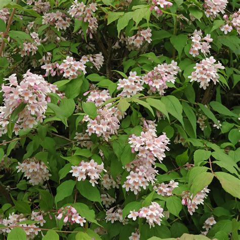 Kolkwitzia amabilis