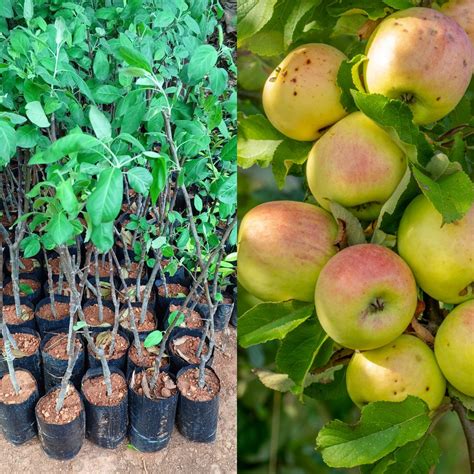 Apple Plant ( HRMN )- Free Delivery - Hot Climate Apple Variety ...