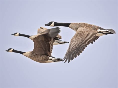 6 Common Bird Migration Questions, Answered by Our Expert | All About Birds